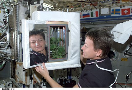 120418_zucchini_plant_zero_g_iss_hmed_1016a.grid_6x2_original.jpg