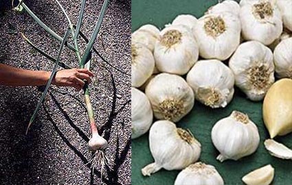 Garlic Allium sativum.jpg