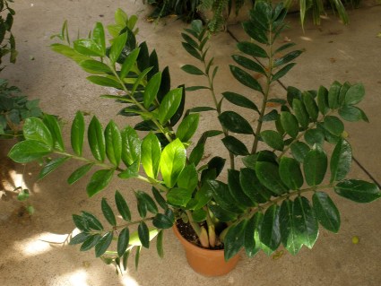 ZamioculcasZamiifolia1.jpg