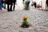 Guerilla-gardening-paris.jpg