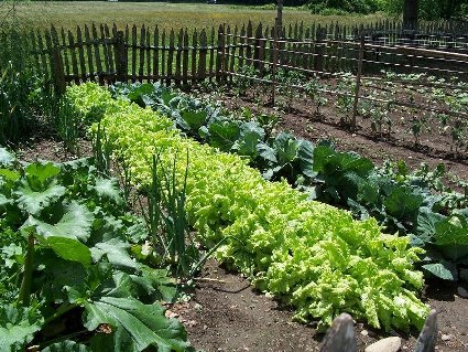 organic-gardens-veg-variety.jpg