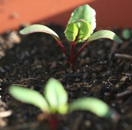 beetroot seedlings.jpg