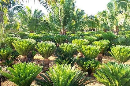 cycas-revoluta.jpg