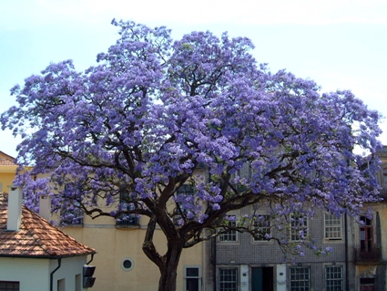 Paulownia_tomentosa1.jpg