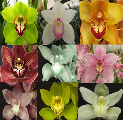 cymbidium-orchids.jpg