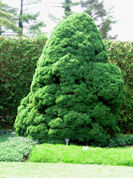 picea_glauca_conica_fm.jpg