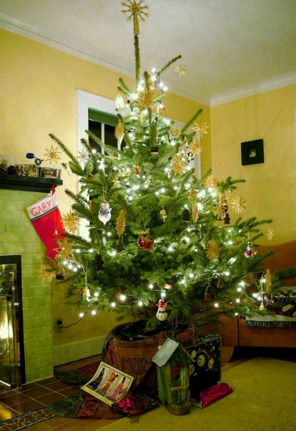 Living_christmas_tree.jpg