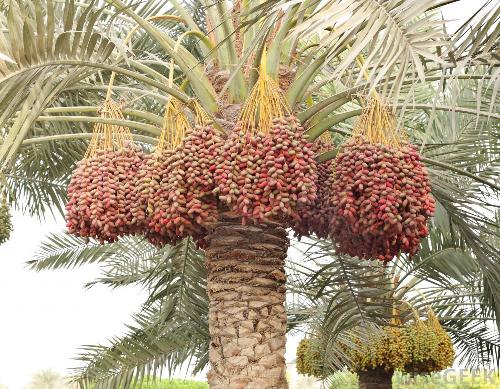 dates-growing-on-a-date-palm.jpg