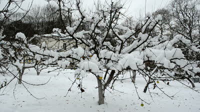 stock-footage-winter-garden-apple-tree-branch-and-fruits-covered-with-snow-hang.jpg