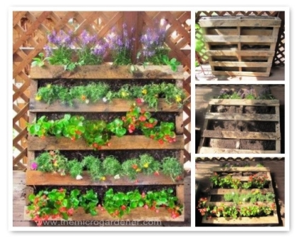 Szűk balkonokon a függőleges terjeszkedés jelenthet megoldást, ennek pedig jó eszköze a raklap, ami némi felületi kezelés és rögzítés után kiváló zöldfalat alkot a bele ültetett növényekkekl.