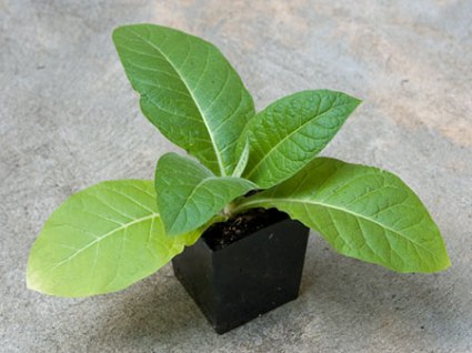 tobaccoseedling.jpg