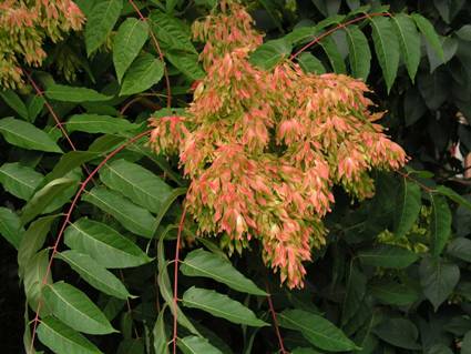 Ailanthus-altissima és termése.jpg