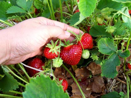 Natural-detox-natural-body-detox-strawberry-picking.jpg