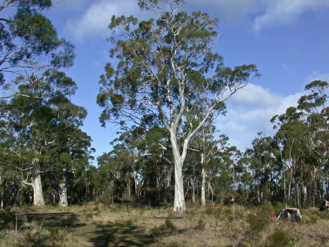 eucalyptus-pulchella-4.jpg