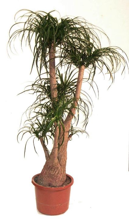 branched_beaucarnea.jpg