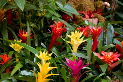 bromelia8.jpg