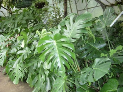 filodendron_resize.JPG