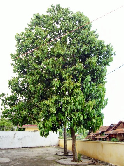 Cinnamomum_cassia_04.jpg