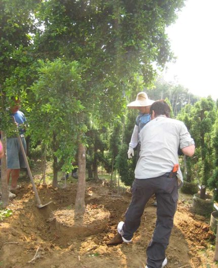 transplanting-tree-02.jpg