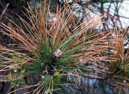 Pinus nigra diplodia tip blight disease cuddy.jpg