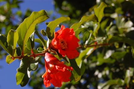 punica-granatum-flower.jpg