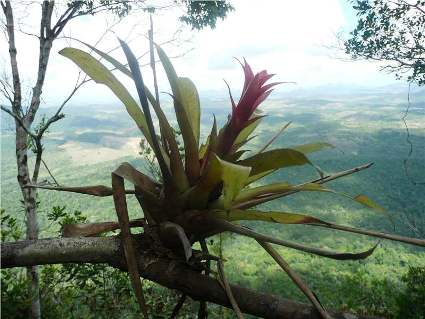 Guzmania lingulata_Monte Pascoal_Bahia.JPG