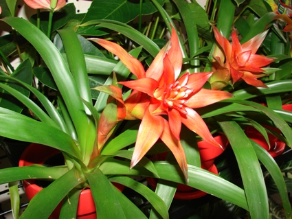 Starr_070906-9071_Guzmania_lingulata.jpg