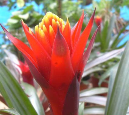 guzmania_lingulata4500.jpg