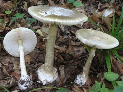 007-Amanita-Phalloides.JPG