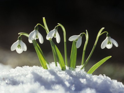 david-cavagnaro-snowdrop-flowers-blooming-in-the-snow-galanthus-nivalis.jpg