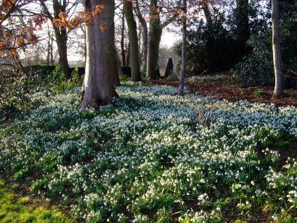 snowdrops_galanthus_01.jpg