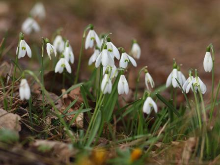 galanthus_nivalis.jpg