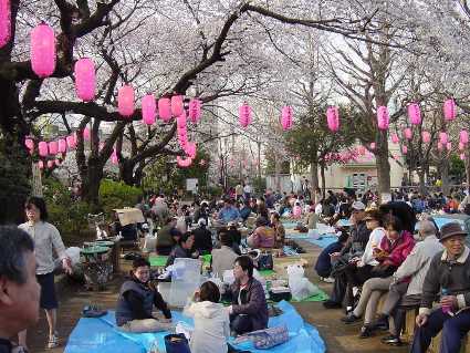 hanami.jpg