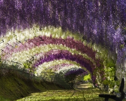 Whimsical-Wisteria-Gardens-and-Tunnel-in-Japan-1.jpg