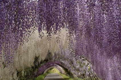 Whimsical-Wisteria-Gardens-and-Tunnel-in-Japan-2.jpg