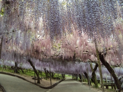 Whimsical-Wisteria-Gardens-and-Tunnel-in-Japan-3.jpg