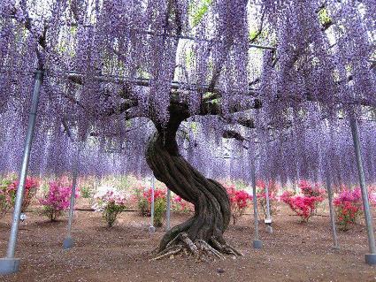 Whimsical-Wisteria-Gardens-and-Tunnel-in-Japan-5.jpg