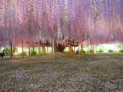 Whimsical-Wisteria-Gardens-and-Tunnel-in-Japan-7.jpg