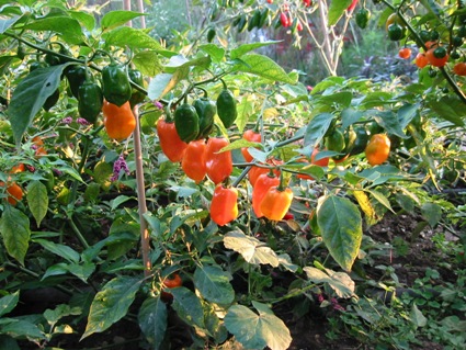 unharvested-habanero-peppers.jpg