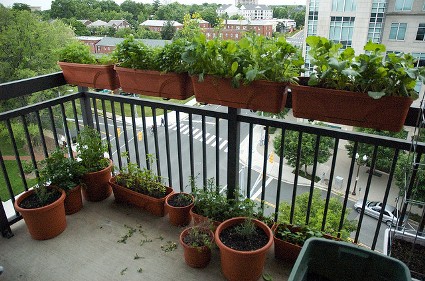 Balcony-Gardening.jpg