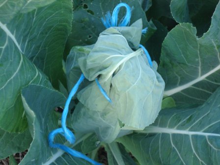 Cauliflower tied up.jpg.JPG