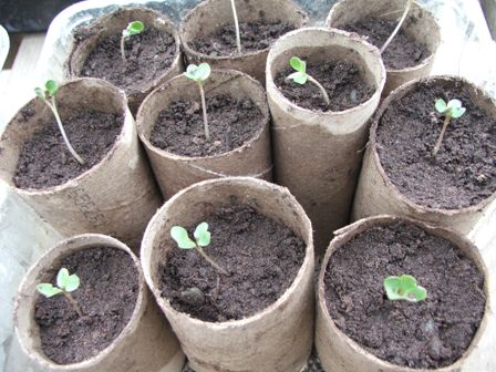 cauliflower-seedlings (1).jpg