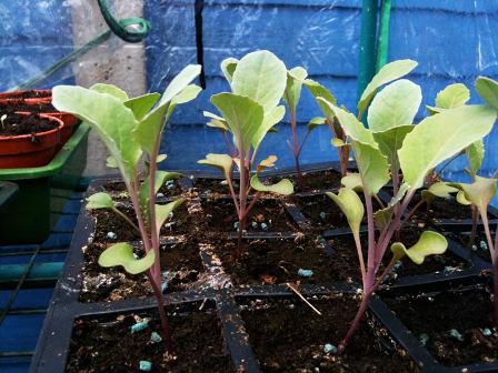 cauliflower-seedlings.jpg