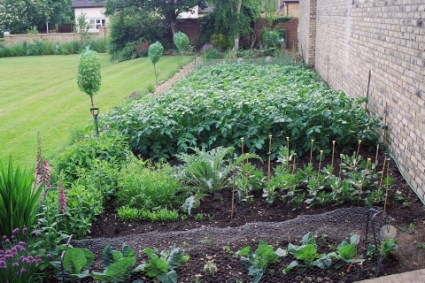 vegetable-gardening.jpg