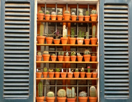 Cactus_Window__by_ashlife.jpg