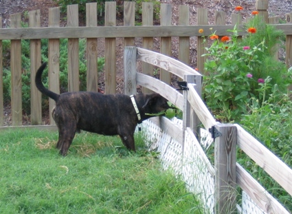 dog in garden.jpg