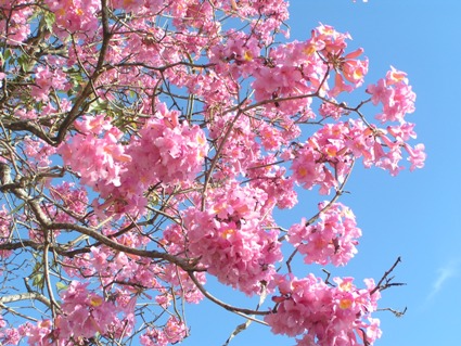 Tabebuia_impetiginosa_inflorescencias.jpeg