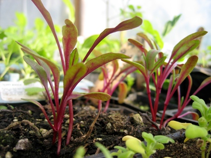 Swiss-Chard-Seedlings_1641.JPG