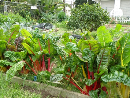 swiss-chard-community-garden.jpg