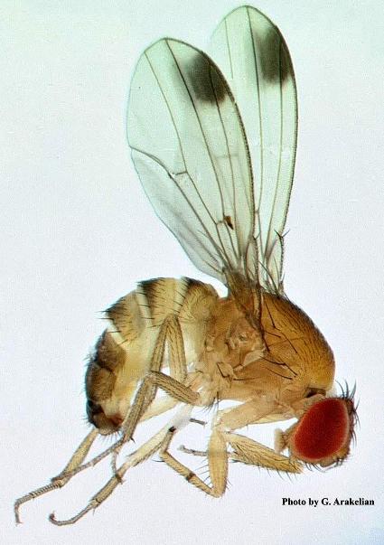 drosophila_suzukii_large.jpg